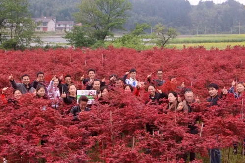 楓情萬種之日本紅楓“紅舞姬” 一樹絢爛，舞動秋色