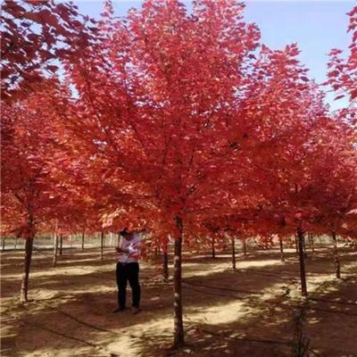 紅楓家族嫁接術(shù) 從中國紅楓到日本紅楓的園藝融合