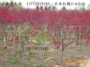 高品質(zhì)日本紅楓常年供應(yīng) 5公分粗度大規(guī)格與經(jīng)典‘紅舞妓’品種詳解