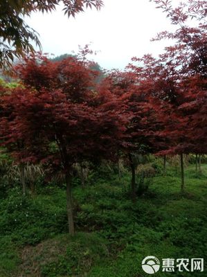 日本紅楓市場概覽 品質(zhì)、價格與批發(fā)策略